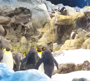 Pinguine im Aquarium