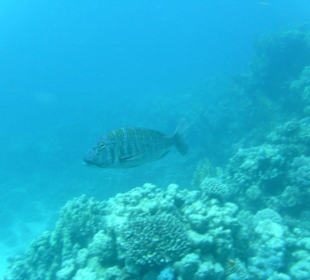 Tauchgebiet Poseidon Garden