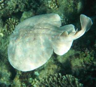 Hausriff Arabia Azur