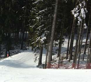 Rote und blaue Piste durch den Wald