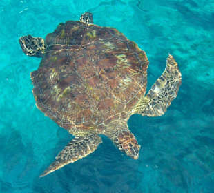 Schildkröte der Similan Islands