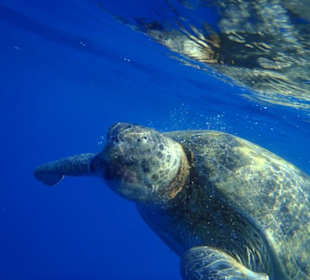 Żółwie w Abu Dabbab 