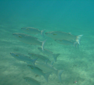 Viele schöne Fische