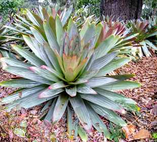 Im botanischen Garten
