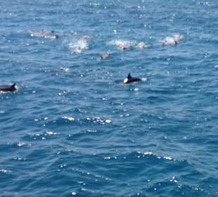 AMD Ausflug mit Delfinen   	