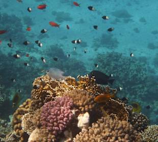 Unterwasserwelt