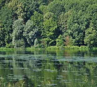 Blick auf das Ufer des Froschgrundsees