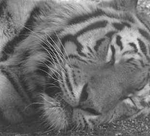 Rundgang im Tierpark