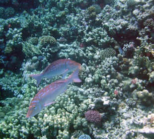 Blauschuppenschnapper