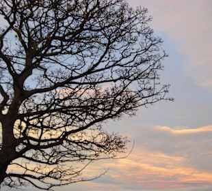 Baum am Edinburgh Castle