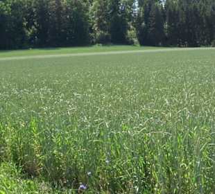 Burg Hölnstein Stetten u. Holstein