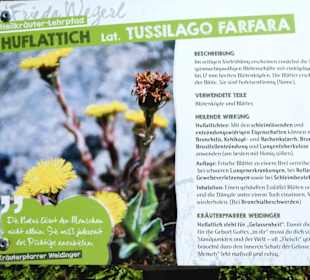 Huflattich