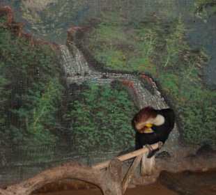 Raubvogel