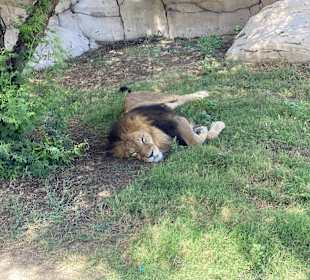Löwe Dubai Safari Park