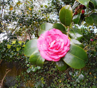 Palheiro Gardens