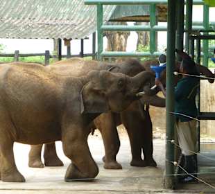 Elephant Transit Home