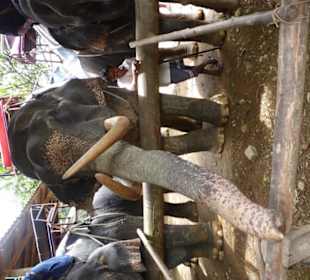 Unser "Dschungeltaxi"