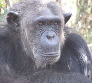 Schimpanse