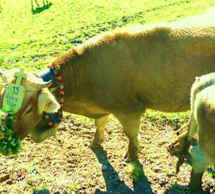 Alpabtrieb / Mellau / Vorarlberg Österreich 