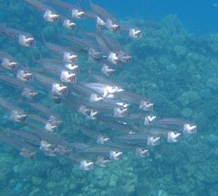 Beim Schnorcheln gesehen