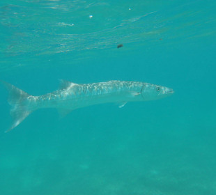 Barracuda