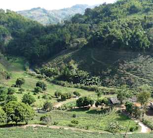 Im Januar ist alles gün - Mae Salong