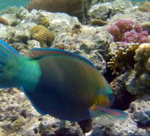 Papageienfisch in der Nähe des Unterwassersteges