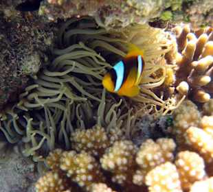 Anemonenfisch samt Bewohner in der Lagune...