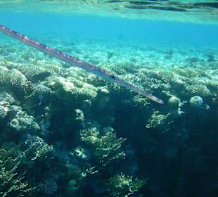 Unterwasserwelt Hotel Sharm Plaza