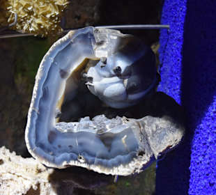 Mineraliensammlung im Park