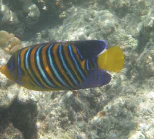 Poisson ange royal: plage d'Abu Dabbab