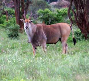 Kleiner Kopf großer Körper