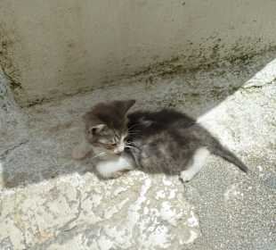 Eines der jungen Kätzchen