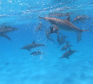 Swimming with Delphines