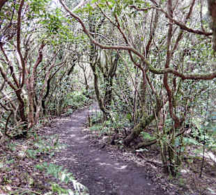 Lorbeerwald - Wanderung