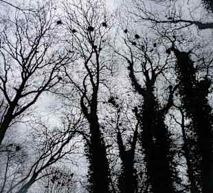 Vogelnester in den Bäumen