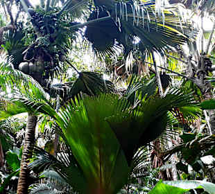 Nationalpark Valleé de Mai