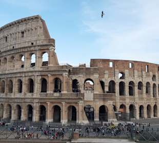 Möwe im Anflug auf Kolosseum