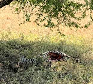 Zebra, Beute eines Löwen - Serengeti