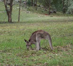 Warrumbungle Nt. Park