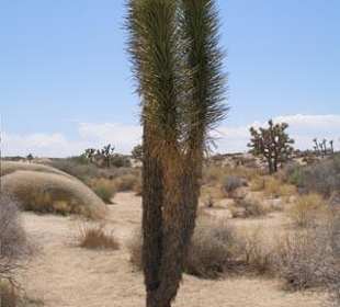 Joshua Tree Nationalpark