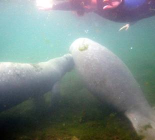 Schwimmen mit den Manatees