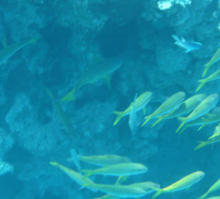 Schnorcheln, Insel Mahmya