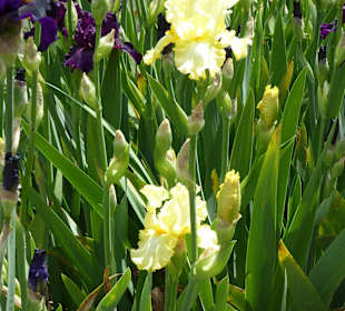 Botanischer Garten München