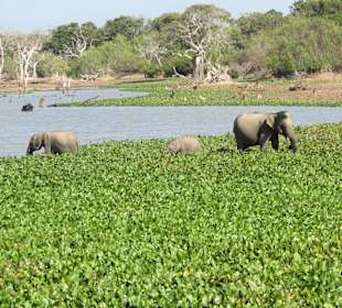 Elefanten ganz friedlich