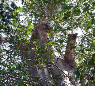 Baobab Baum