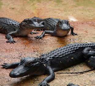 Alligator Farm