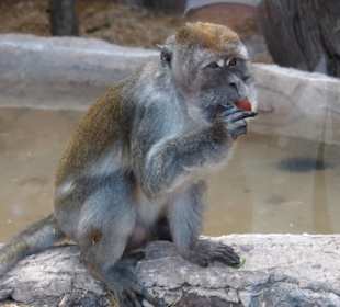 Tiere im Oasis Park Fuerteventura