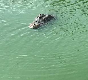 Krokodilfarm Animalia