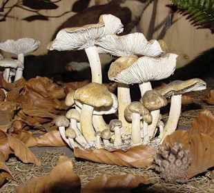 Frostrasling lyophyllum fumosum